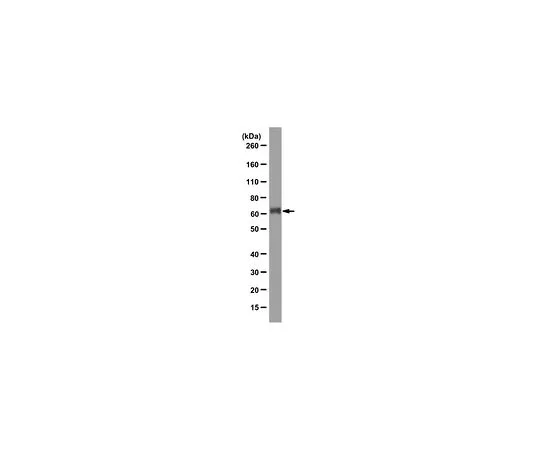 62-8517-33 Anti-G-protein coupled receptor 56 (GPR56), clone H11 MABN310