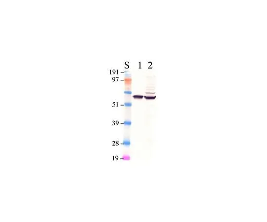 62-8497-88 Anti-Retinal Pigment Epithelium 65; 100 μg MAB5428