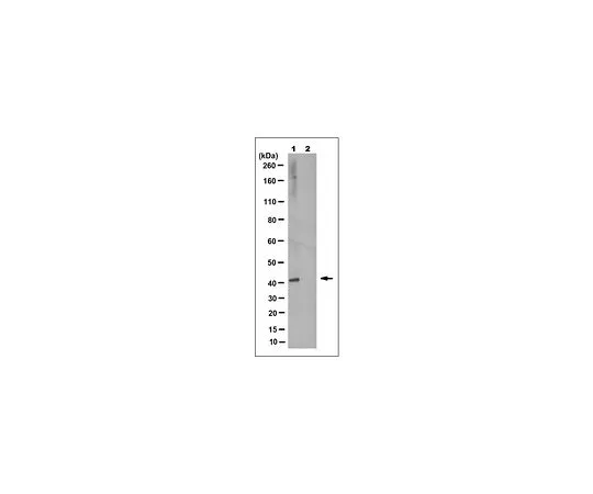 62-8523-98 Anti-phospho-GADS (Thr262) Antibody, clone 6E11.2 MABS1187
