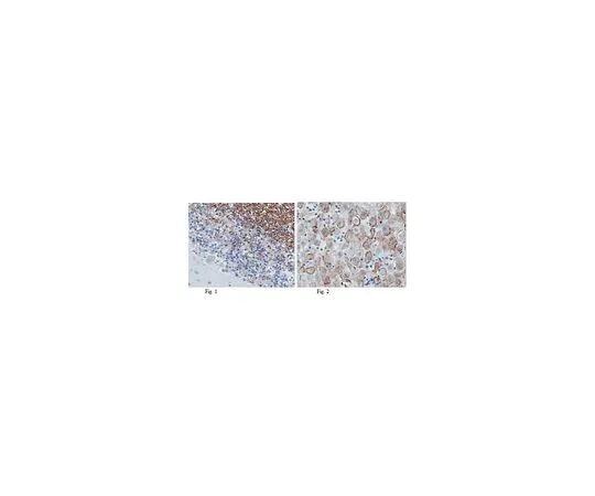 62-8501-28 Anti-Sphingosine 1-phosphate receptor 5 (S1P5), clone 13F9.1 MABC98