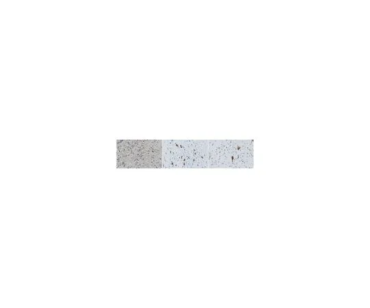 62-8520-77 Anti-pro-Orexin Antibody, clone 3H9.3 MABN1526