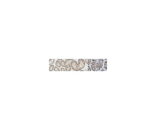 62-8503-76 Anti-MAGEA3 Antibody, clone 57B MABC1150