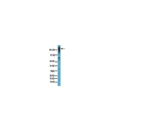62-8494-35 Anti-DYKDDDDK (FLAGR epitope tag), clone 2EL-1B11; 100 μL MAB3118