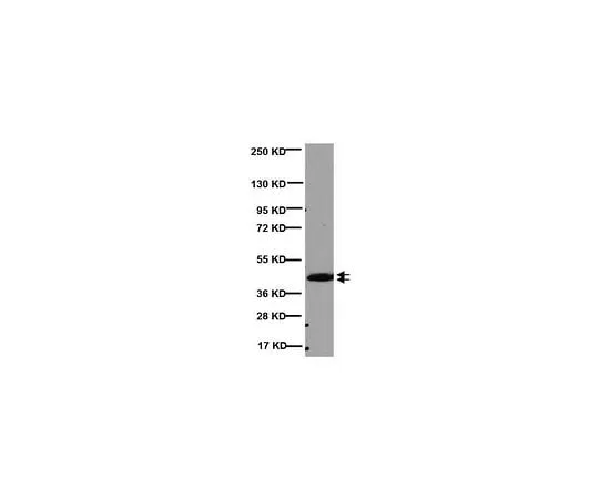 62-8488-64 Anti-CNPase, clone 11-5B; 100 μg MAB326R