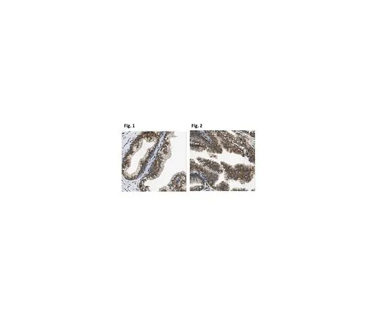 62-8503-50 Anti-Kallikrein-13/KLK13, clone 33.1 MABC971