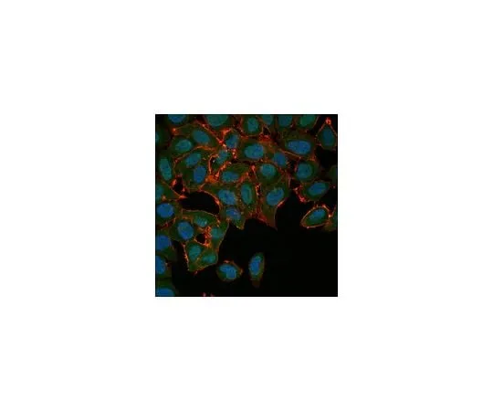 62-8474-07 Anti-Actin Antibody, Alexa Fluor(R) 488 Conjugate ABT1485-AF488