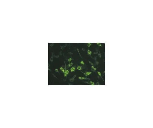 62-8494-31 Anti-Connexin 45, near C-terminus, cytoplasmic, clone 5B9.2; 100 μg MAB3101