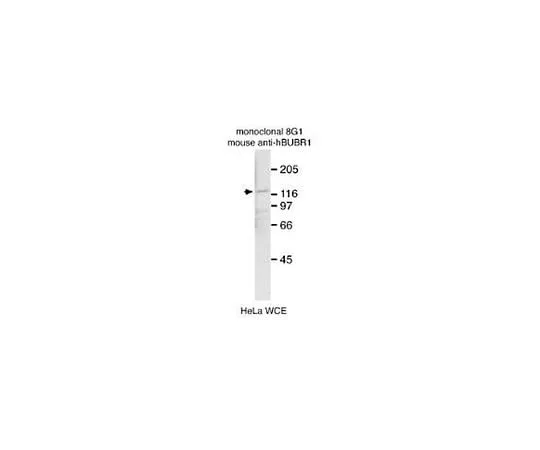 62-8495-36 Anti-BubR1, clone 8G1; 100 μg MAB3612