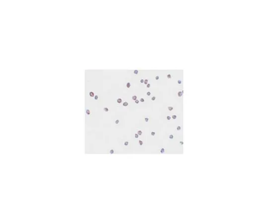 62-8473-67 Anti-ZEB2 ABT332