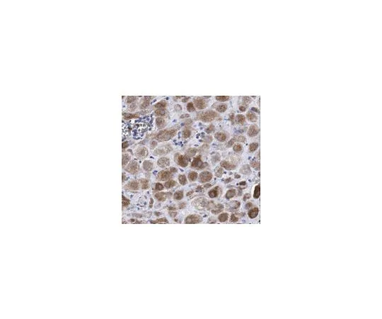 62-8516-79 Anti-KLF6 Antibody, clone 12A8.3 Cat. No. MABN119 MABN119