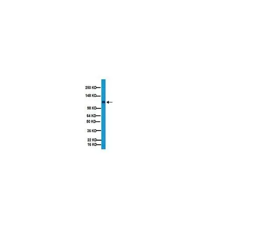 62-8492-77 Anti-Integrin β1, clone MB1.2; 100 μg MAB1997