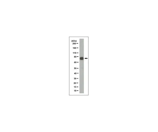 62-8508-02 Anti-PIF1 Antibody, clone 12A11.1 MABE1003