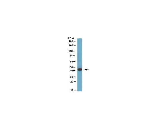 62-8517-40 Anti-Ermin Antibody, clone 160 Cat. No. MABN323 MABN323