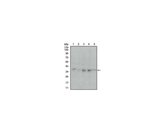 62-8519-15 Anti-PPP1CA, clone 5E9 MABN690