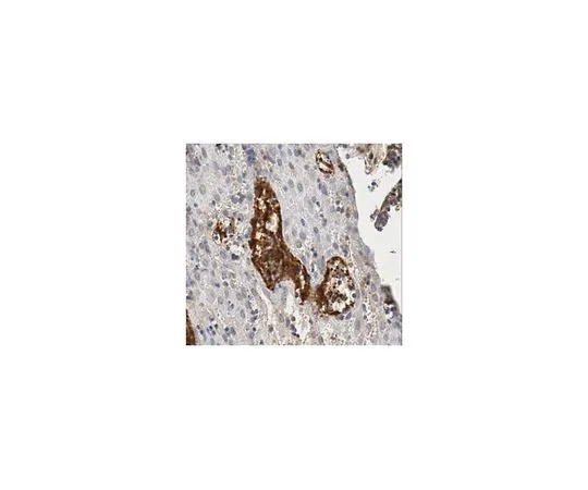 62-8502-15 Anti-Vasohibin-2, clone 5E3 MABC536