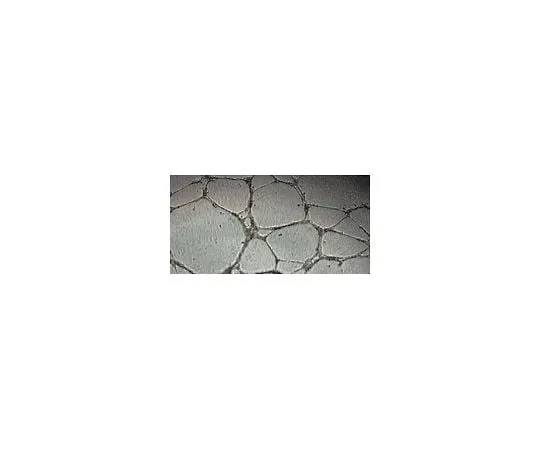 62-8482-11 In Vitro Angiogenesis Assay Kit; 1 kit ECM625