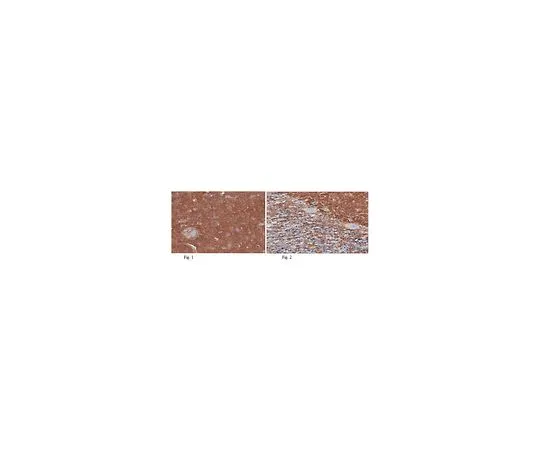 62-8516-46 Anti-Apolipoprotein E4 (ApoE4), clone 4E4 MABN43