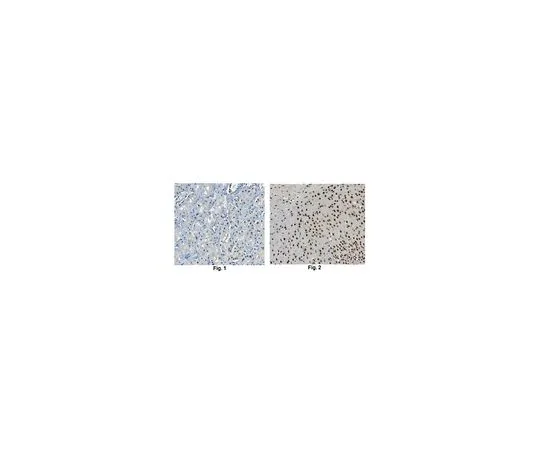 62-8505-24 Anti-KDM5B Antibody, clone 15G8.1 MABE150