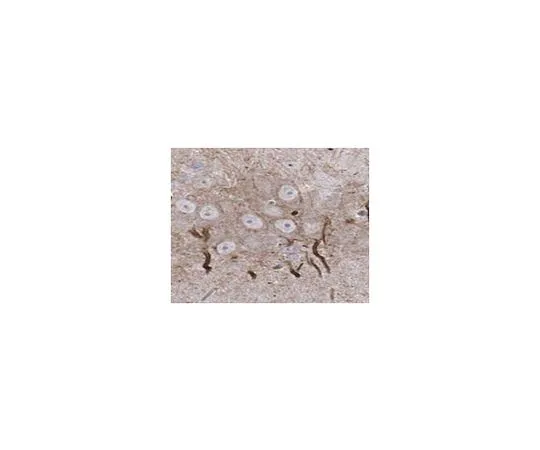 62-8517-89 Anti-Ankyrin-G clone 106/36 MABN466