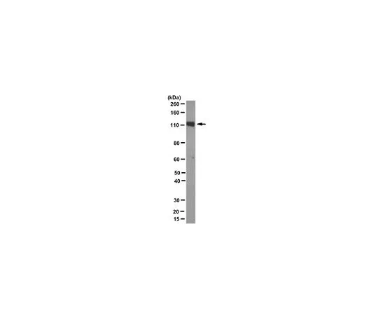 62-8518-14 Anti-PSD93 Antibody, clone N18/30 MABN497 MABN497