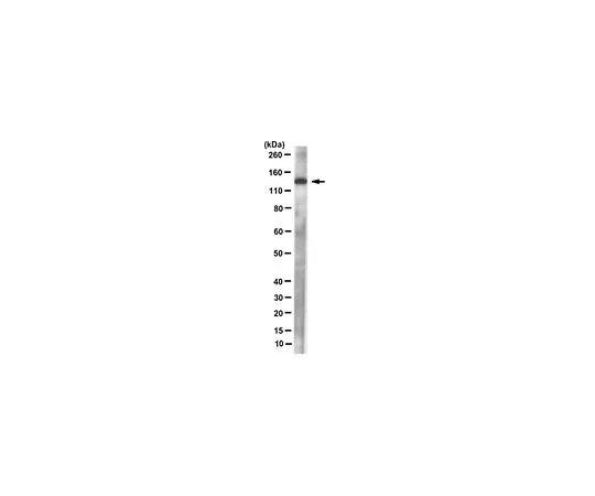 62-8507-83 Anti-DNA polymerase delta p125 Antibody, clone 11E10.1 MABE967
