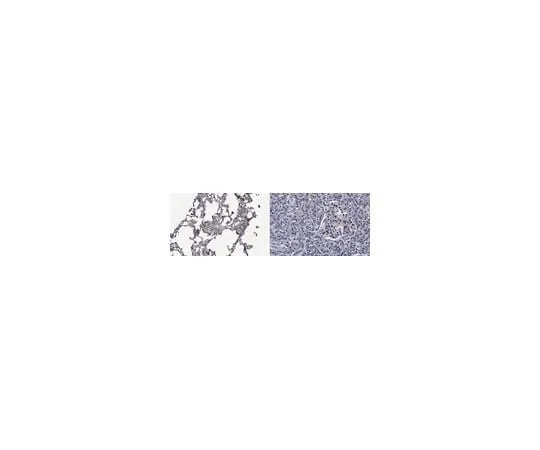 62-8470-80 Anti-Surfactant Protein D ABS574