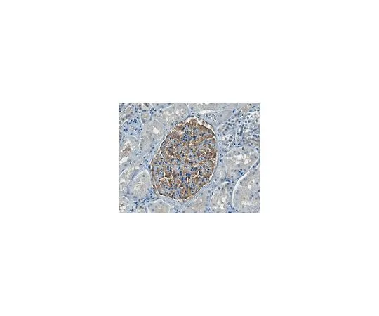62-8503-33 Anti-PLA2R Antibody, clone 5F5.1 MABC942
