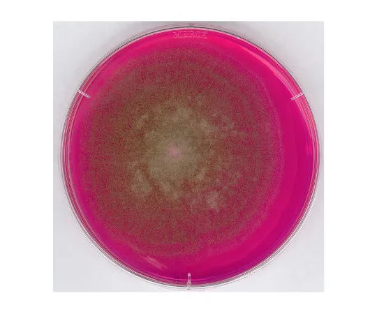 61-0202-79 Rose Bengal Chloramphenicol Agar Medium (RBC Agar Medium) for Microbiology 100467 500G 1.00467.0500