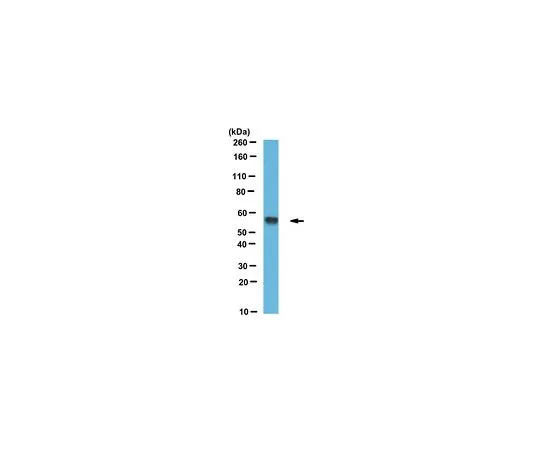 62-8526-35 Anti-Ero1, clone 2G4/12 MABT376
