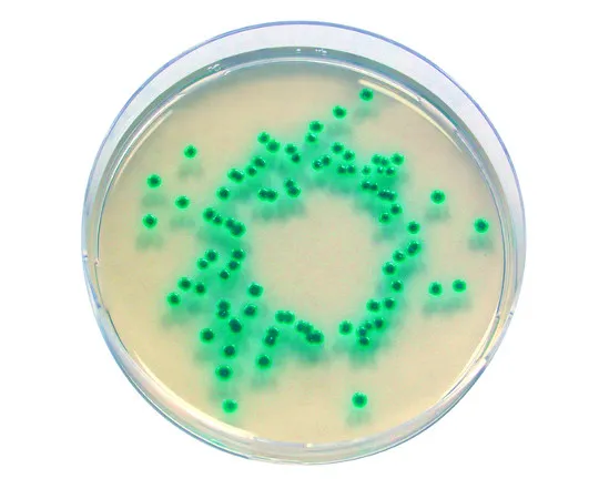 61-0198-91 Chromocult Enterobacter Sakazakii Agar Medium for Microbiology Chromocult(R) 100873 100G 1.00873.0100