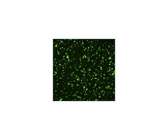 62-8496-31 Anti-Stage-Specific Embryonic Antigen-3 Antibody, clone MC-631 MAB4303-I