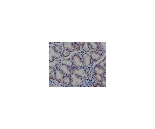 62-8503-32 Anti-TSG101, clone 4A10 Antibody MABC786