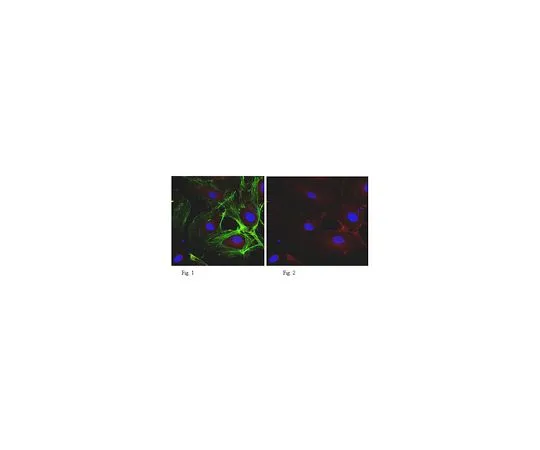 62-8525-68 Anti-VE-Cadherin (CD144), clone BV9; 100 μL MABT129