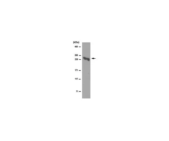 62-8492-24 Anti-Laminin alpha5 Antibody, clone 4C7 (Ascites Free) MAB1924-C