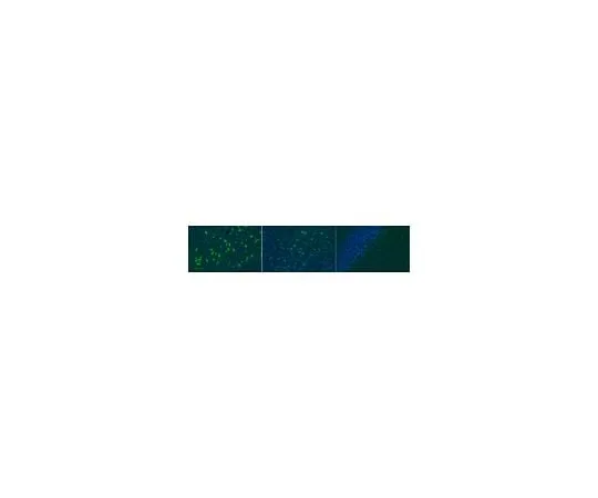62-8468-85 Anti-SNAT2 ABN1734