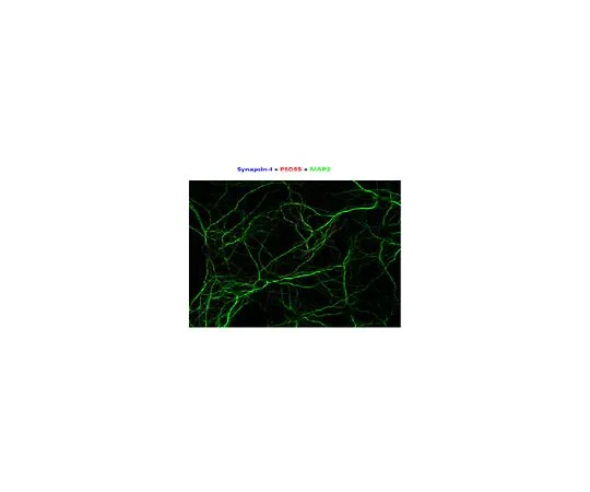62-8521-53 Anti-Synapsin-1 Antibody, clone MEGS3-10A MABN1847
