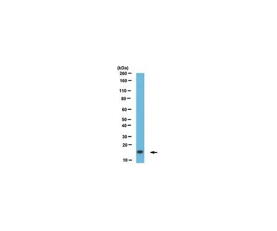 62-8518-68 Anti-a-Synuclein, clone 10D2 MABN633