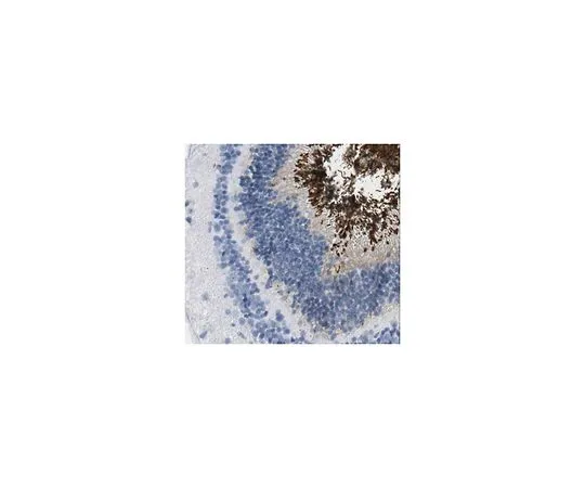 62-8517-24 Anti-Peripherin-2, clone 6B10.1 MABN293