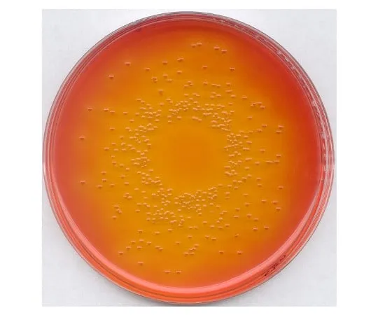 61-0198-06 Deoxycholic Acid Lactose Agar Medium for Microbiology 102894 500G 1.02894.0500