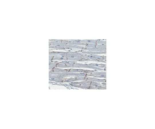 62-8494-16 Anti-Connexin 43, C-terminus, clone 4E6.2; 100 μg MAB3067