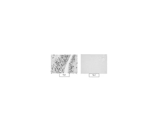 62-8468-72 Anti-Aspa/Nur7 Antibody ABN1698