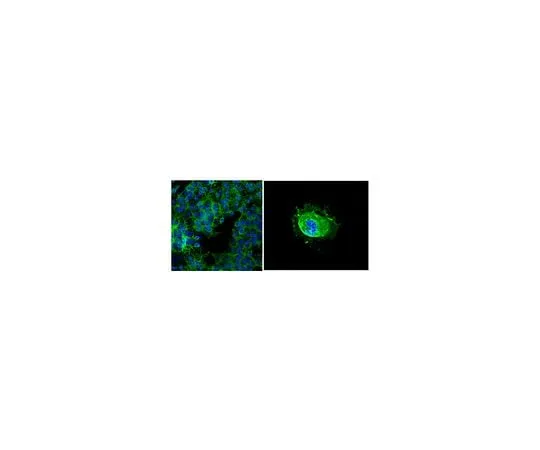 62-8488-80 Anti-Galactocerebroside, clone mGalC, Alexa FluorR488 Conjugate; 100 μL MAB342A4