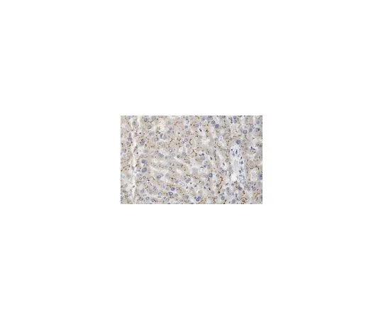 62-8520-84 MRP2 Antibody, clone 4C9.2 MABN1545