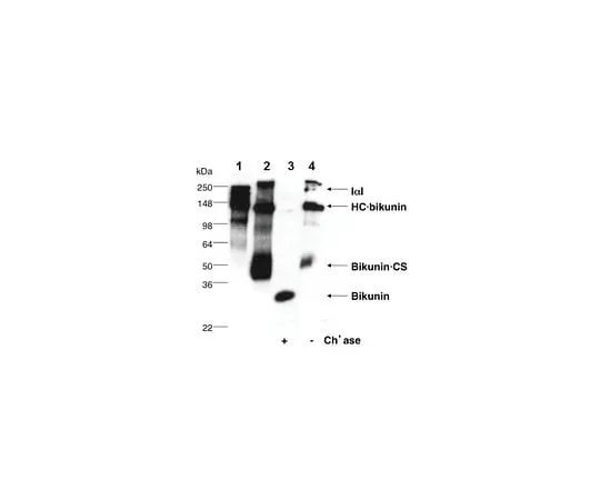 62-8473-94 Anti-Bikunin (CP6) ABT1346