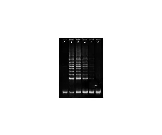 62-8531-30 TRAPeze(R) Telomerase Detection Kit; 112 assays S7700