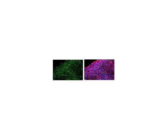 62-8504-42 Anti-SOX-15, clone 1A2.1 MABD94