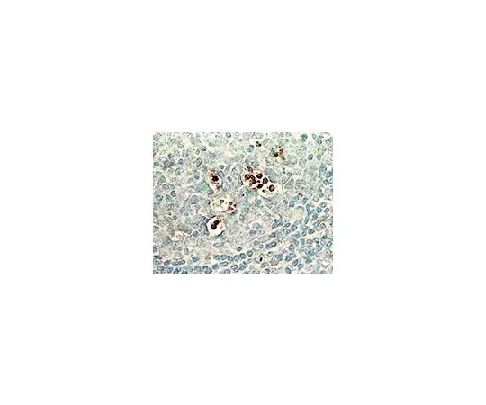 62-8531-26 ApopTag(R) Peroxidase In Situ Oligo Ligation (ISOL) Kit; 40 assays S7200