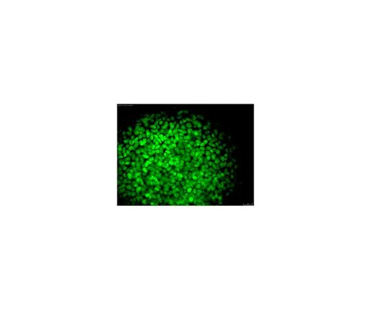 62-8504-13 Anti-NANOG Antibody, clone 7F7.1, Alexa Fluor(R) 488 conjugate MABD24A4
