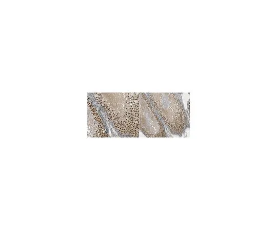 62-8501-85 Anti-SOX9 Antibody, clone 10E4.1 MABC277