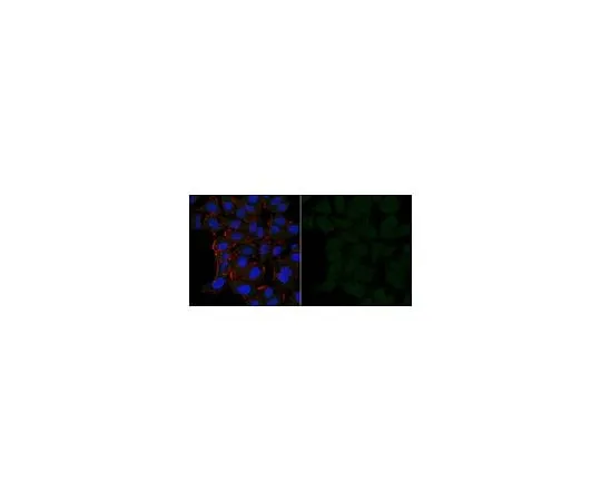 62-8474-13 Anti-Cofilin-1 Antibody, Alexa Fluor(R) 488 Conjugate ABT1493-AF488